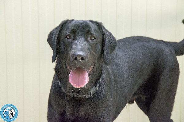 NERONE: DOLCEZZA IN FORMATO XL.. Foto 3